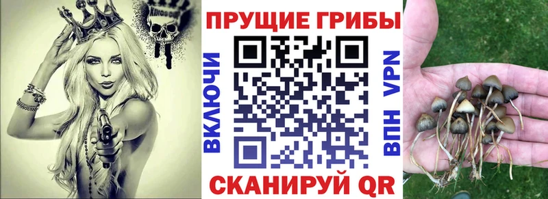 Псилоцибиновые грибы Cubensis  Астрахань 